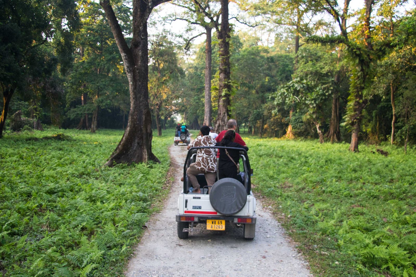 Forest Safari at Jaldapara